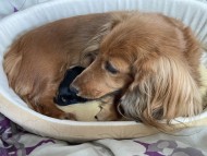 Miniature_Dachshund0 Miniature_Dachshund0