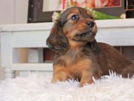 Miniature_Dachshund0791