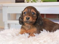 Miniature_Dachshund0793