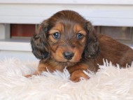 Miniature_Dachshund0794