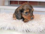 Miniature_Dachshund0797