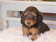 Miniature_Dachshund0798 Miniature_Dachshund0798