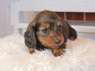 Miniature_Dachshund0800 Miniature_Dachshund0800
