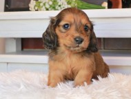 Miniature_Dachshund0803
