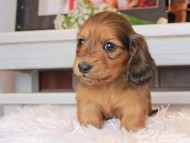 Miniature_Dachshund0805