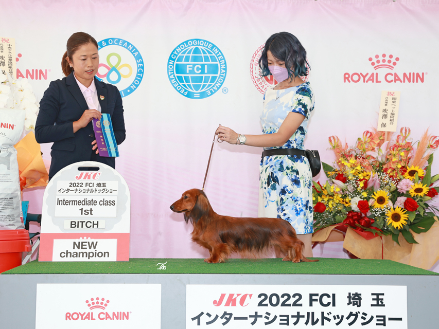 ミニチュアダックスフンド 【ドッグショー】ZAZA(ザザ )　チャンピオン完成