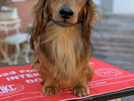 Miniature_Dachshund1