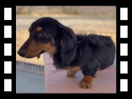 ローリー & デンゼルの子犬 ブラックタン 男の子 ミニチュア ダックスフンド