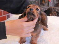 Miniature_Dachshund1531