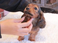 Miniature_Dachshund1532