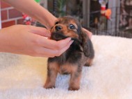 Miniature_Dachshund1542 Miniature_Dachshund1542