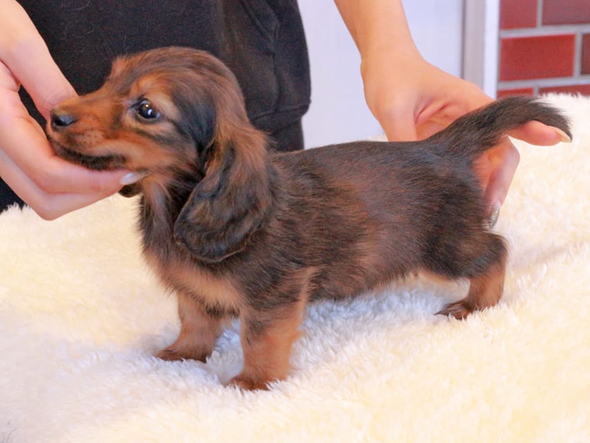 ミニチュアダックスフンド ひまわり&フレディーの子犬 レッド 男の子（2）