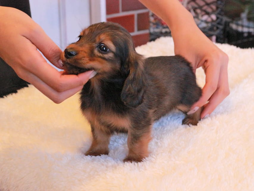 ミニチュアダックスフンド ひまわり&フレディーの子犬 レッド 男の子（2）