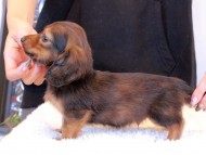 Miniature_Dachshund1554 Miniature_Dachshund1554