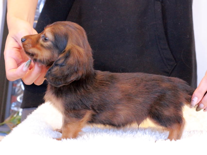 ミニチュアダックスフンド ひまわり&フレディーの子犬 レッド 男の子（2）