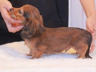Miniature_Dachshund1564