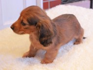 Miniature_Dachshund1566