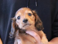 Miniature_Dachshund1569