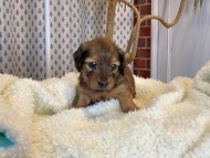 Miniature_Dachshund1684