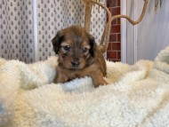 Miniature_Dachshund1685