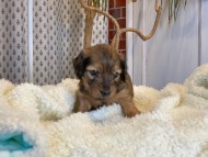 Miniature_Dachshund1686