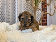 Miniature_Dachshund1687