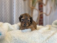 Miniature_Dachshund1688