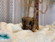 Miniature_Dachshund1690