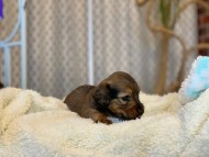 Miniature_Dachshund1691