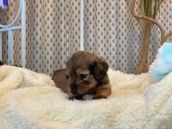 Miniature_Dachshund1692