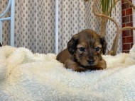 Miniature_Dachshund1694