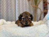 Miniature_Dachshund1696