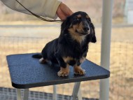 Miniature_Dachshund194_0