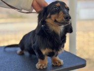 Miniature_Dachshund196_0