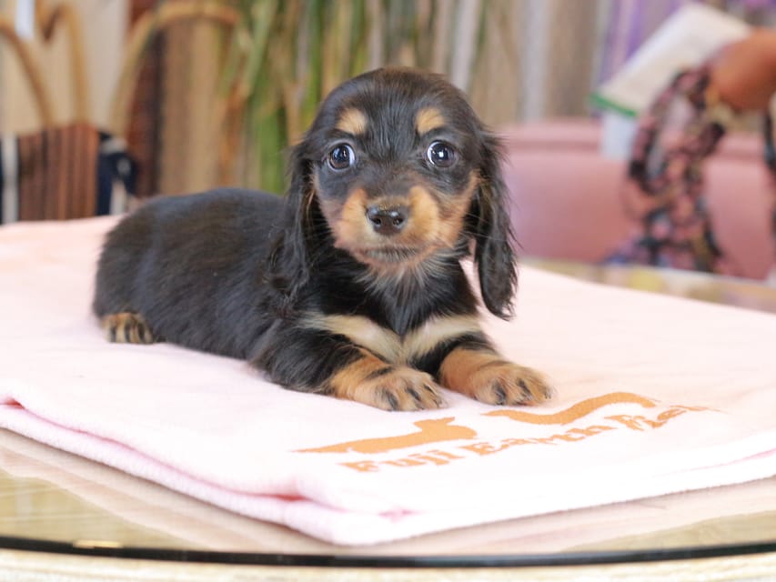ミニチュア ダックスフンド すずらん & ジェットの子犬 ブラックタン 女の子