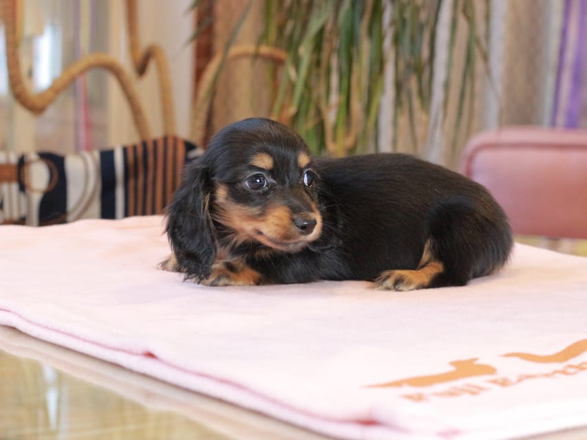 ミニチュア ダックスフンド すずらん & ジェットの子犬 ブラックタン 女の子