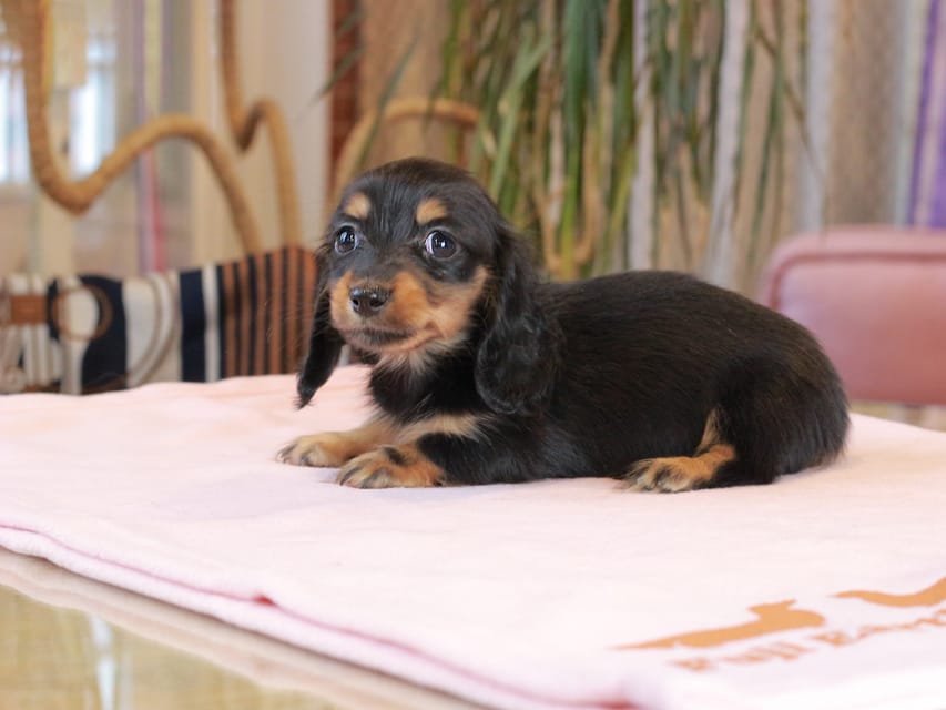 ミニチュア ダックスフンド すずらん & ジェットの子犬 ブラックタン 女の子