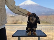 Miniature_Dachshund197_0