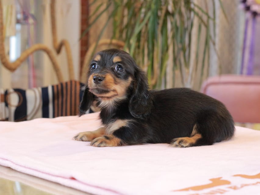 ミニチュア ダックスフンド すずらん & ジェットの子犬 ブラックタン 女の子