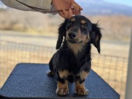 Miniature_Dachshund198_0