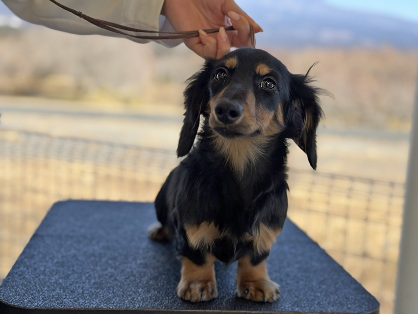 ミニチュア ダックスフンド ローリー & デンゼルの子犬 ブラックタン 男の子