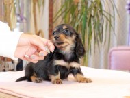 Miniature_Dachshund1994