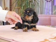 Miniature_Dachshund1996