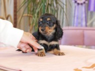 Miniature_Dachshund1997