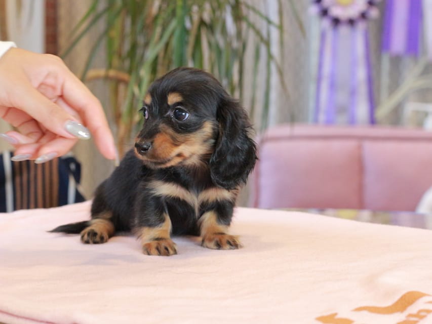 ミニチュア ダックスフンド すずらん & ジェットの子犬 ブラックタン 女の子