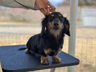 Miniature_Dachshund199_0