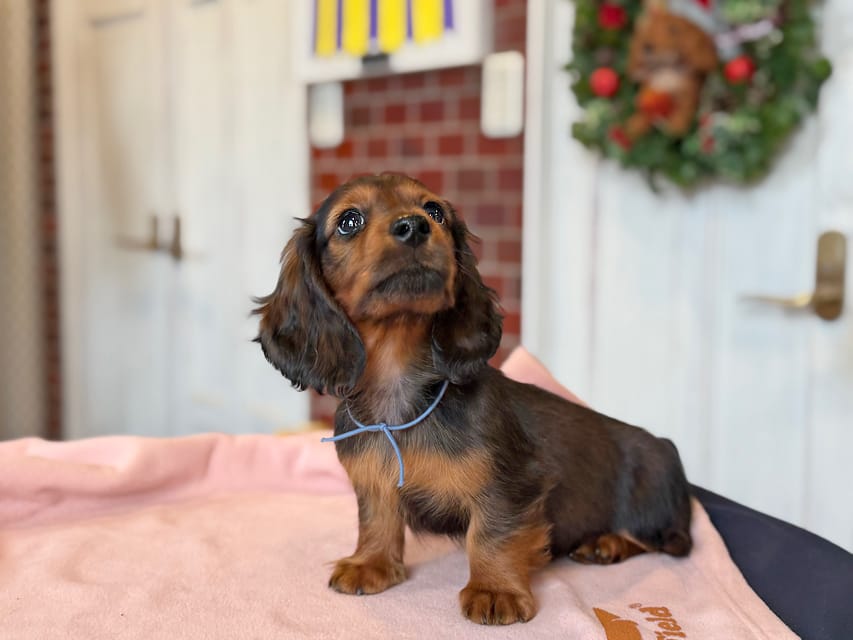 ミニチュア ダックスフンド ルーシー & ジェットの子犬 レッド 男の子(1)Miniature_Dachshund1_8434 ミニチュア ダックスフンド ルーシー & ジェットの子犬 レッド 男の子(1)
