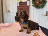 Miniature_Dachshund1_8435