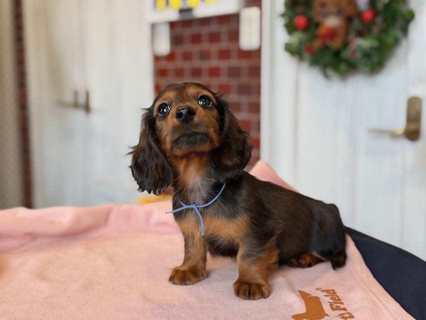 ミニチュア ダックスフンド ルーシー & ジェットの子犬 レッド 男の子(1)Miniature_Dachshund1_8435 ミニチュア ダックスフンド ルーシー & ジェットの子犬 レッド 男の子(1)