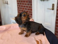 Miniature_Dachshund1_8436
